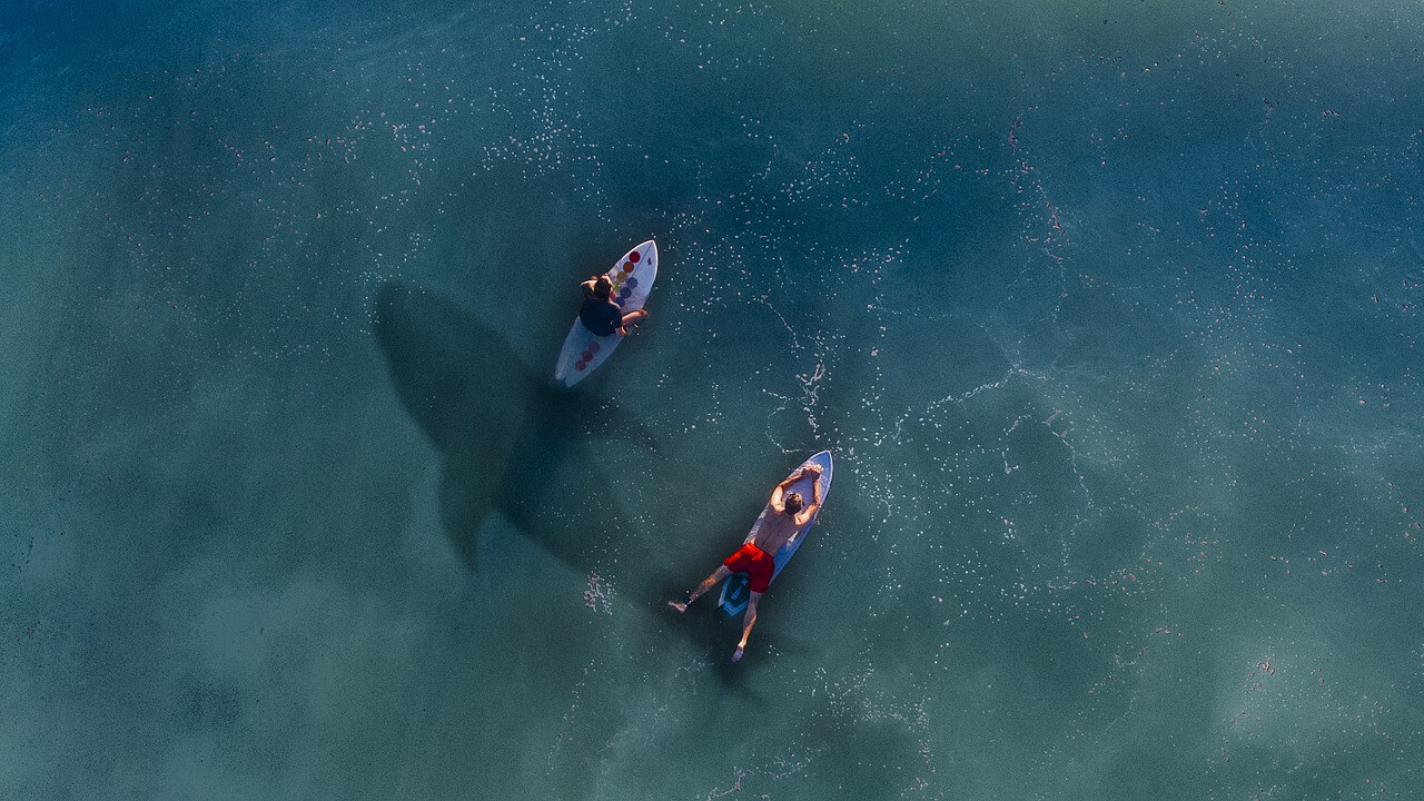 Dos surfistas y un tiburón que muestran los riesgos de la independencia financiera